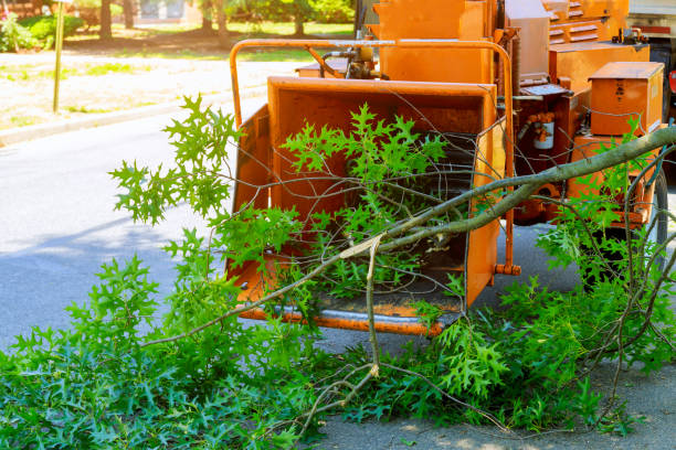 Best Tree Trimming Near Me  in Auburn, CA